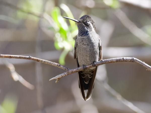 <h3><a href="/trips/Tucson_2023/biota/animalia/chordata/aves/033 apodiformes/004 trochilidae/lampornis clemenciae/lampornis clemenciae-nl.html">Lampornis&nbsp;clemenciae</a> / Blue‑throated&nbsp;mountaingem / Blauwkeeljuweelkolibrie</h3>OM-1 met M.300mm F4.0 + MC-14, 1/4000 sec  bij F5.6, ISO 8000, afstand 7.27&nbsp;m